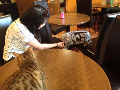 catcafe_YC
